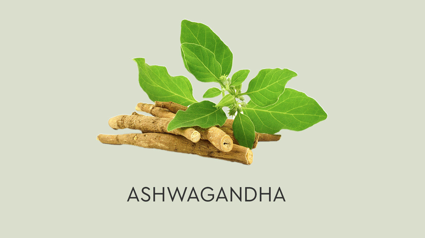 Image de racines d&rsquo;ashwagandha sur un fond vert avec la signature : ASHWAGANDHA.